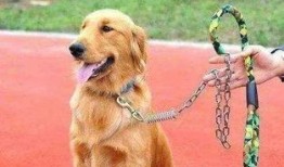 长春爆料养狗案件最新,最新进展与争议焦点解析